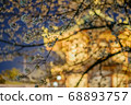 上野公園在晚上的櫻花 68893757