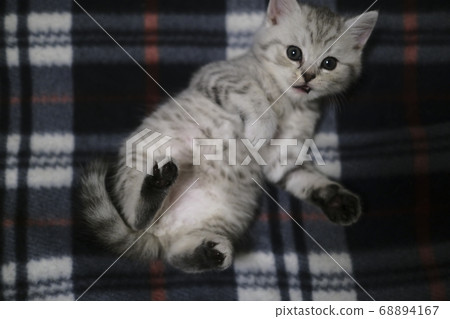Scottish kitten are best cozy cats for home. 68894167