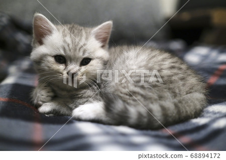 Scottish kitten are best cozy cats for home. 68894172