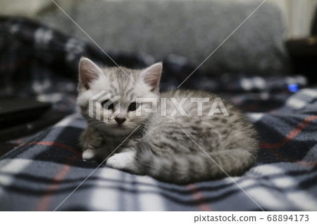 Scottish kitten are best cozy cats for home. 68894173