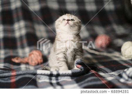 Scottish fold silver tabby. 68894281