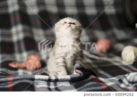 Scottish fold silver tabby. 68894282