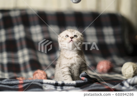 Scottish fold silver tabby. 68894286