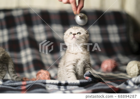 Scottish fold silver tabby. 68894287