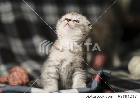 Scottish fold silver tabby. Scottish fold silver tabby. 68894288