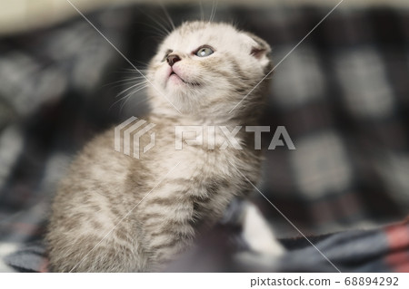 Scottish fold silver tabby. 68894292