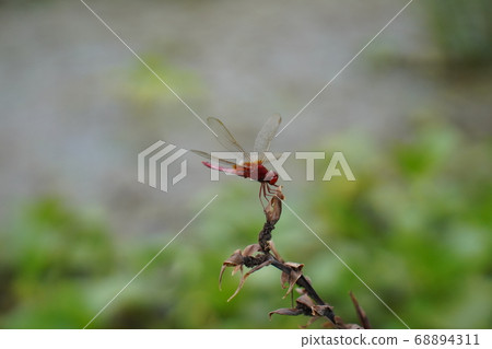 Red red dragonfly resting on a dry lotus stem 68894311