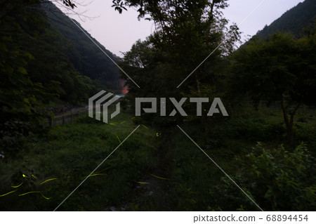 Firefly at Well Camp Nishitanzawa Firefly at Well Camp Nishitanzawa 68894454