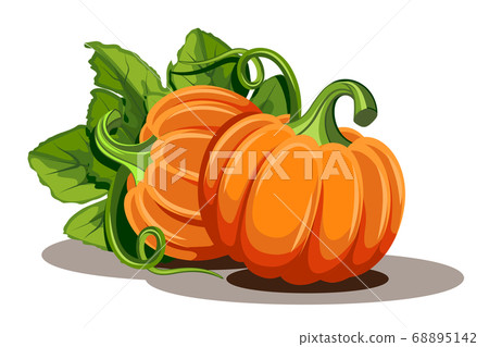 Pumpkins with leaves isolated on white background - Stock Illustration ...