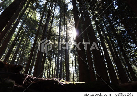Sunshine in the forest Sunshine in the forest 68895245