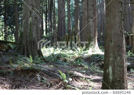 A walk in the woods 68895246