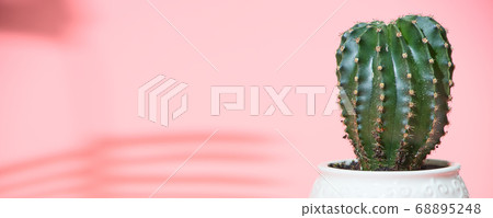 Banner cactus on a pastel pink background, copyspace 68895248
