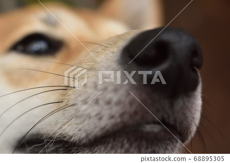 柴犬鬍鬚3 柴犬鬍鬚3 68895305