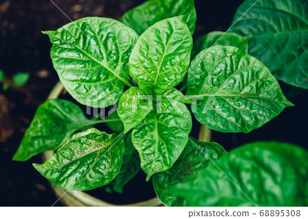 Habanero Pepper growing in Pot Habanero Pepper growing in Pot 68895308