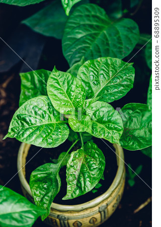 Habanero Pepper growing in Pot Habanero Pepper growing in Pot 68895309