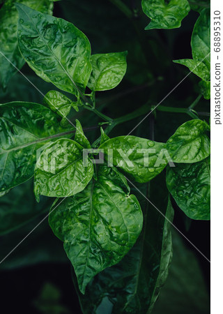 Leaves of Habanero Peppers Leaves of Habanero Peppers 68895310