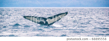 Whale watching cruise excursion tour activity in Alaska. Tail of Humpback whale diving in sea. Banner panorama 68895558