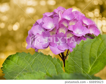 Beautiful pink hortensia, copy space.  68895623