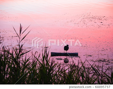 lake bird rests standing on one leg in the evening lake bird rests standing on one leg in the evening 68895737