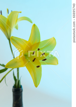 A yellow Asiatic Lily Lillium flower with green stem and leaves on a blue background 68895740