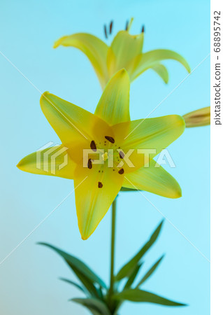 A yellow Asiatic Lily Lillium flower with green stem and leaves on a blue background 68895742