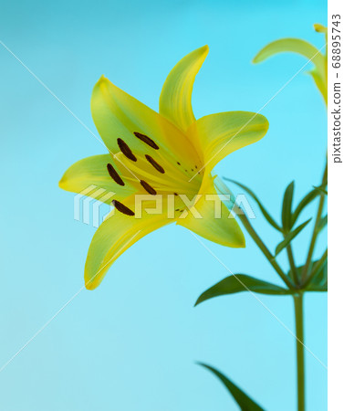 A yellow Asiatic Lily Lillium flower with green stem and leaves on a blue background 68895743
