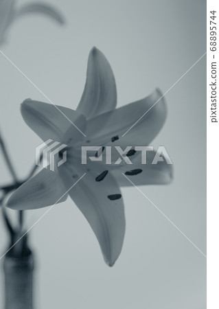 A yellow Asiatic Lily Lillium flower in black and white A yellow Asiatic Lily Lillium flower in black and white 68895744