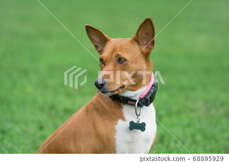 Portrait of african bush dog or basenji. Close up. 68895929