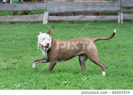 American pit bull terrier puppy in summer park. 68895934