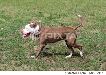 American pit bull terrier puppy in summer park. American pit bull terrier puppy in summer park. 68895944