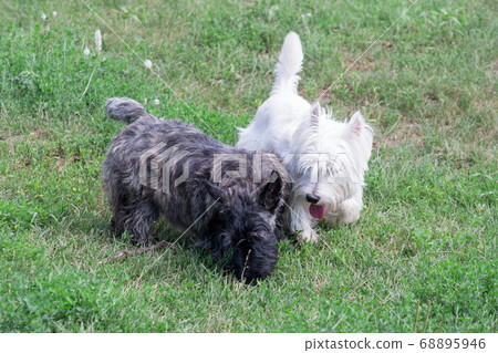 Two cute scottish terrier puppies in summer park. 68895946