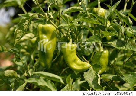 green pepper green pepper 68896084
