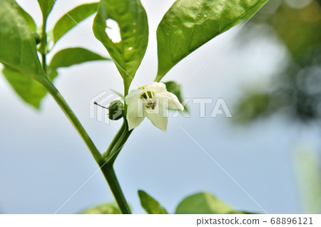 盛開的鮮花 68896121