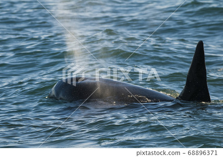 Orca breathing on the surface Orca breathing on the surface 68896371