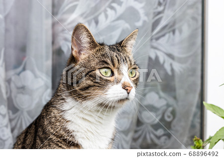 Cat brown white with green eyes looks Cat brown white with green eyes looks 68896492