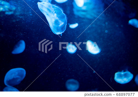 Floating jellyfish Floating jellyfish 68897077