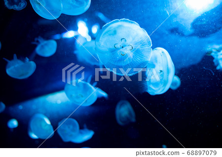 Floating jellyfish Floating jellyfish 68897079