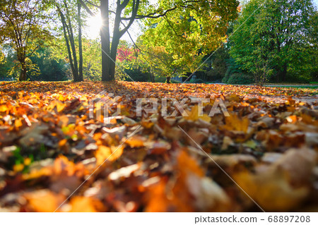 Golden autumn fall October in famous Munich relax place - Englishgarten. Munchen, Bavaria, Germany 68897208