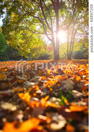Golden autumn fall October in famous Munich relax place - Englishgarten. Munchen, Bavaria, Germany 68897209