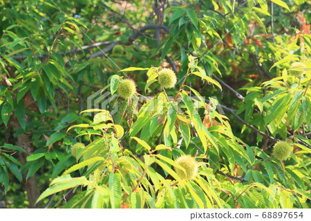 Chestnut fruit 68897654