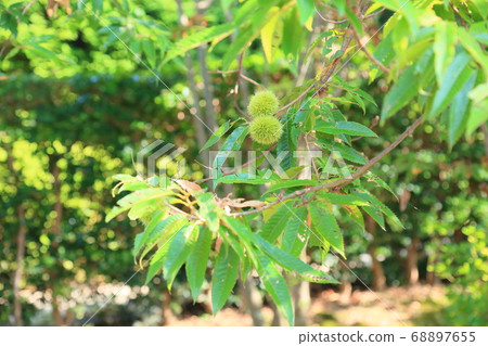 Chestnut fruit 68897655