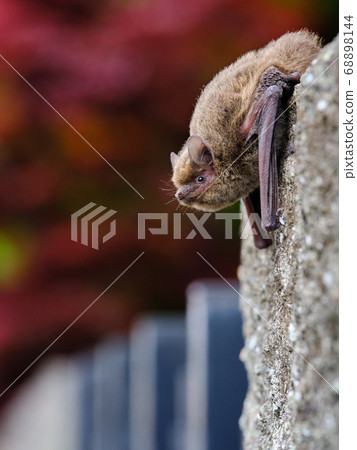 Japanese house bat resting on a stone wall Japanese house bat resting on a stone wall 68898144
