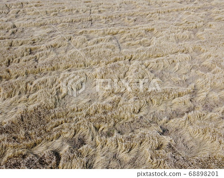 rye field aerial photo top view 68898201