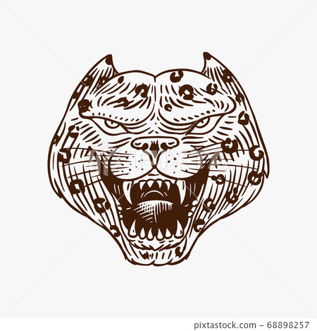 Screaming mad leopard or panther for tattoo or label. Roaring beast. Animal in retro style. Engraved Screaming mad leopard or panther for tattoo or label. Roaring beast. Animal in retro style. Engraved 68898257