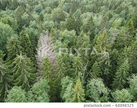view of the green forest from above, aerial photography view of the green forest from above, aerial photography 68898325