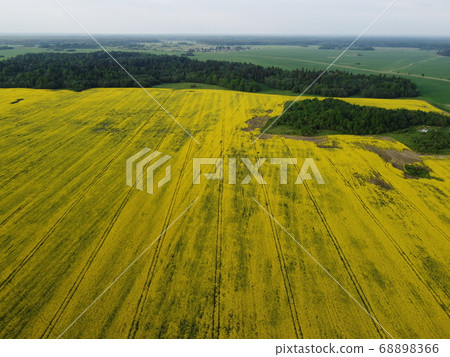 Aerial view rapeseed blooming. Yellow fields from above. Aerial view rapeseed blooming. Yellow fields from above. 68898366