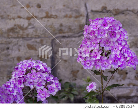 Pink garden Phlox (Phlox paniculata). Pink garden Phlox (Phlox paniculata). 68898534