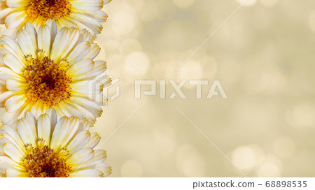 Beautiful marigold flower on yellow blurred  68898535