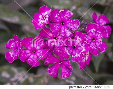 Pink garden Phlox (Phlox paniculata). Pink garden Phlox (Phlox paniculata). 68898536