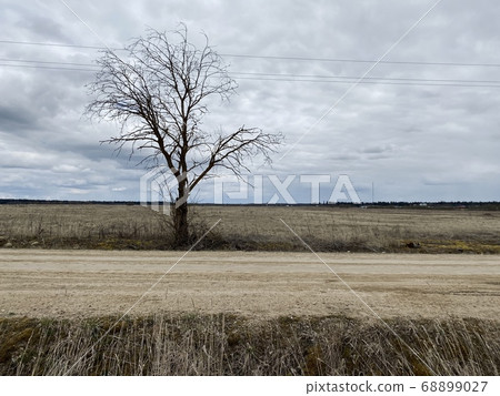 lonely dry tree near a country road on a cloudy spring day lonely dry tree near a country road on a cloudy spring day 68899027